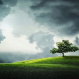Planting Trees in Cities Leads to Positive Economic, Environmental and Health Benefits Planting Trees in Cities Leads to Positive Economic, Environmental and Health Benefits