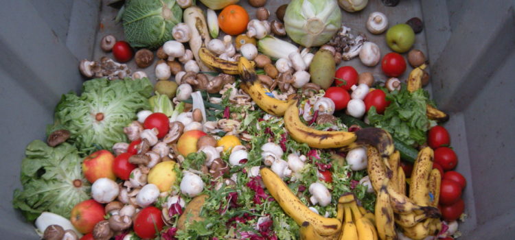 Exploring Food Waste: From Bangalore to Berlin